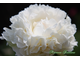 Paeonia Mrs J.V.Edlund