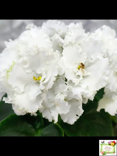 ML-Облако в Горах (Miniviolets Lux) 2022 г. (лист посажен 25.01.26)