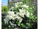Чубушник (Жасмин) Snowbelle