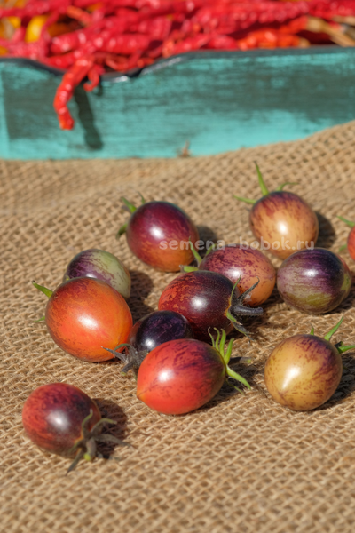 Томат Любушка, 10 шт