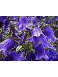 КОЛОКОЛЬЧИК Компанелло, (С3)