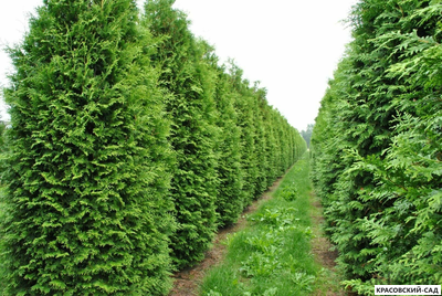 Туя Кинг Смарагд - King of Smaragd