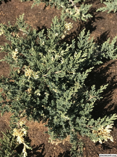 Можжевельник даурский Экспанса Вариегата - Expansa Variegata