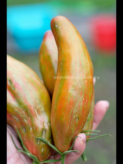 Томат Зеленый Тюльпан, 5 шт