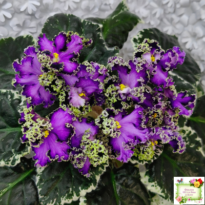 ЛЕ-Галатея Люкс (Е. Лебецкая) 2019 г. (лист укоренённый)