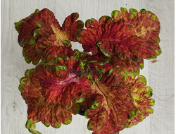 Колеус Флафф