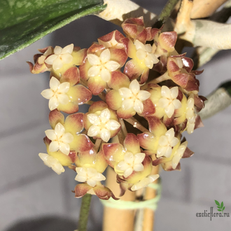 Hoya sp. Sabah AG 08-24