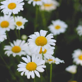 Ромашка римская, Пупавка благородная (Anthemis nobilis) - 100% ...
