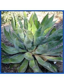 Agave cupreata