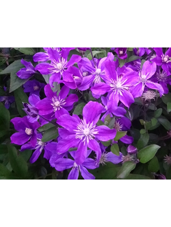 Клематис Арабелла