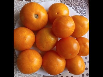 Томат Сладкий Солано (AAA Sweet Solano)