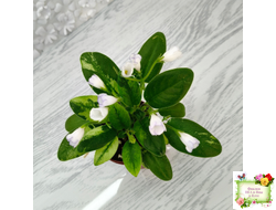 ГЕА-Я Подарю Вам Ландыши химера по листу трейлер