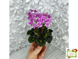 LV-Ланселот (Л. Шевелева) 2025 г. (клакамасный гёрл с кроновой пестролистностью)