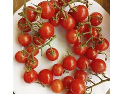 Томат черри Метта дикая вишня (The Matt's Wild Cherry Tomato)