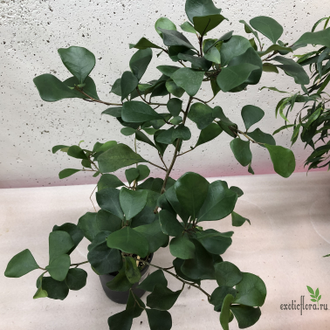 Ficus Triangularis / фикус треугольный