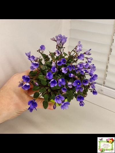 Teeny Bopper (L.Lyon) 5017 (08/27/1982) трейлер