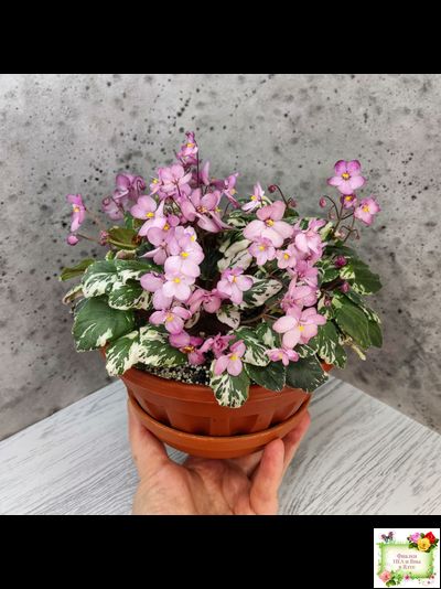 Mac&#039;s 1306-2 (G.McDonald) трейлер