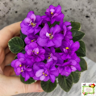 Ness' Tiny Flame (D.Ness)