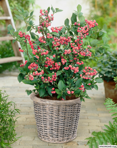 Голубика Пинк Лемонейд - Pink Lemonade