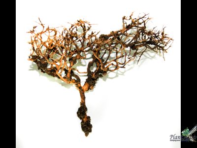 Коряга "Паутина Шарлотты" S 15-20 см