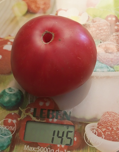 Томат 1884 фиолетовый (1884 Purple, Канада)