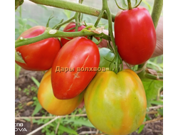 Томат Дары волхвов