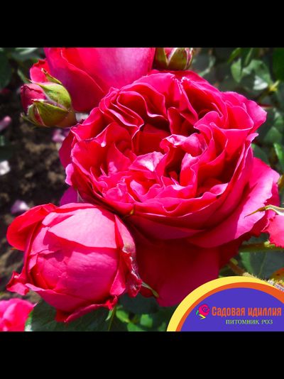 Эрик Таберли (Eric Taberly)