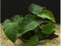 Anubias var. barteri«Broad leaf»