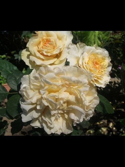 Мисс Файн (Miss Fine)