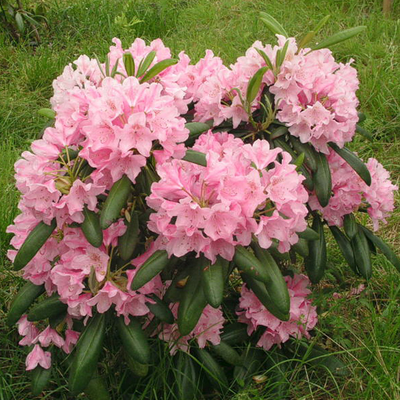 Рододендрон Хельсинский Университет (Helsinki University)