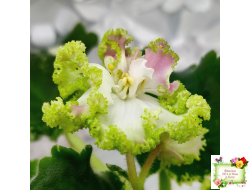 МТ-Яблочные Облака (М. Тотиева) 2023 г.