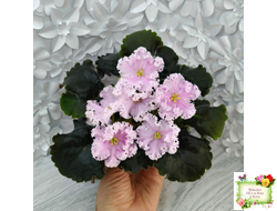 ВаТ-Любимая Внучка (Т.Валькова) 2016 г.