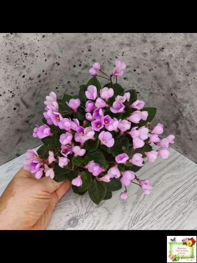 Flashy Trail (H.Pittman) TX Hyb трейлер