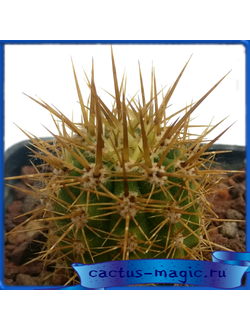 Trichocereus undulosus GM 1911