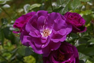 Пёрпл Стар (Purple Star) роза, ЗКС