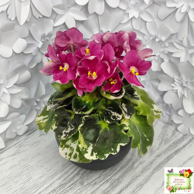 ЛЕ-Фруктовая Мармеладка (Е.Лебецкая) 2017 г. (пестролистный гёрл)