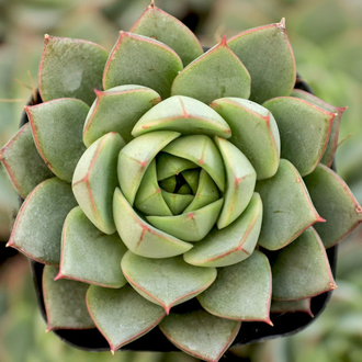 Echeveria Fabiola