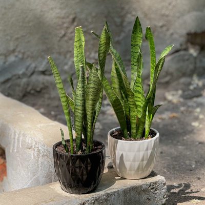 Сансеиверия зейланика