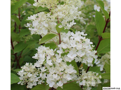 Гортензия Грандифлора