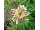 Anemone nemorosa Explosion