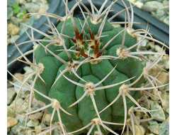 Gymnocalycium ferocior STO 94-866 ? (D=40мм)
