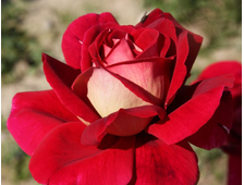 Кроненбург (Kronenbourg) роза, ОКС