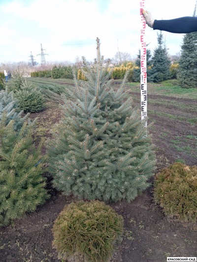 Ель Глаука - Glauca