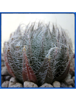 Haworthia bolusii, Graaff Reinet