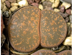 Lithops lesliei C007 (MG) - 10 семян