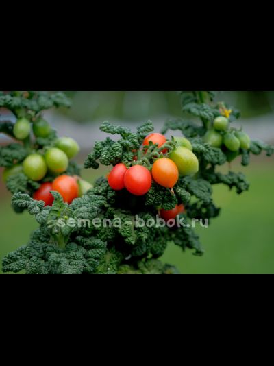 Томат Curly Kaley (Кудрявый Кейли), 7 шт