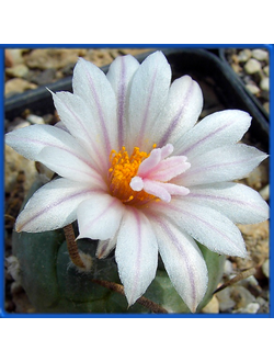 Turbinicarpus schwarzii MK 17.297