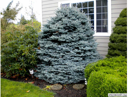 Ель Монтгомери - Montgomery