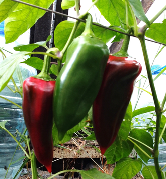 Семена сладкого перца Капия (красная)