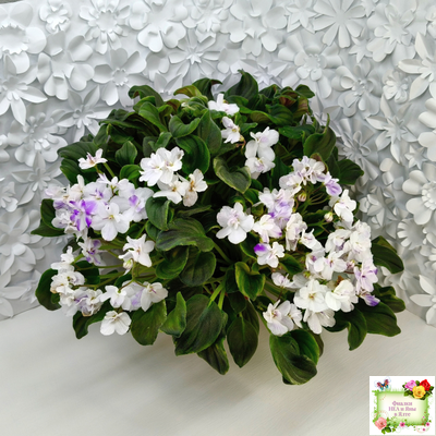 LV-Яночка (Л. Шевелева) 2023 г. трейлер (клакамас с кроновой пестролистностью)